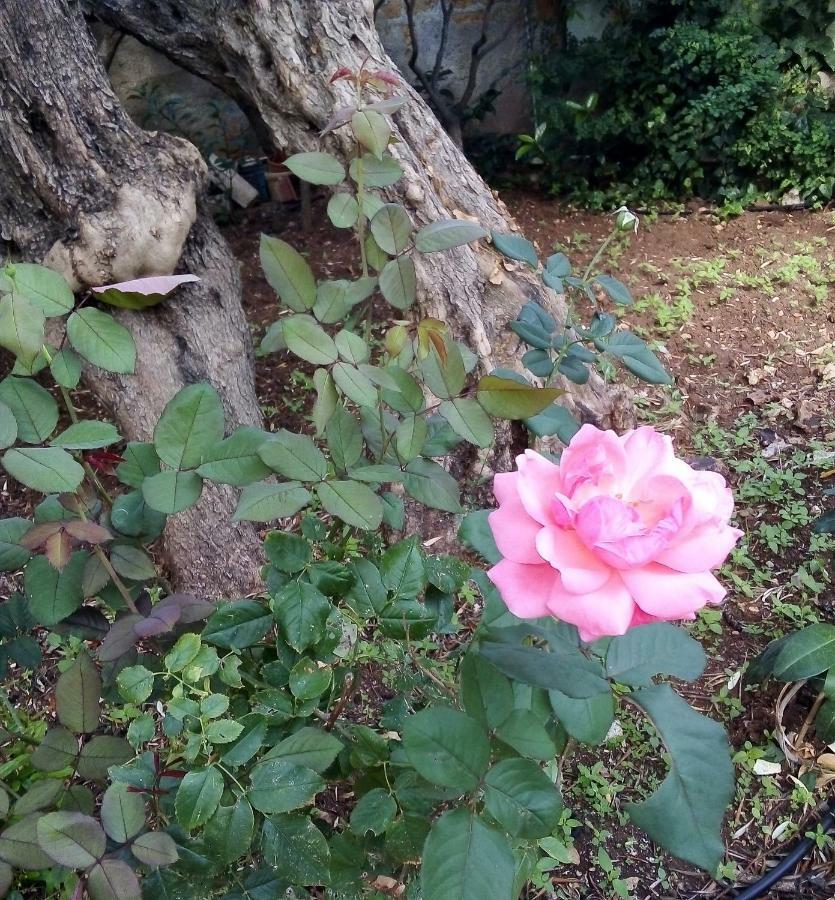 Il Giardino Di Hyccara Villa Carini Dış mekan fotoğraf
